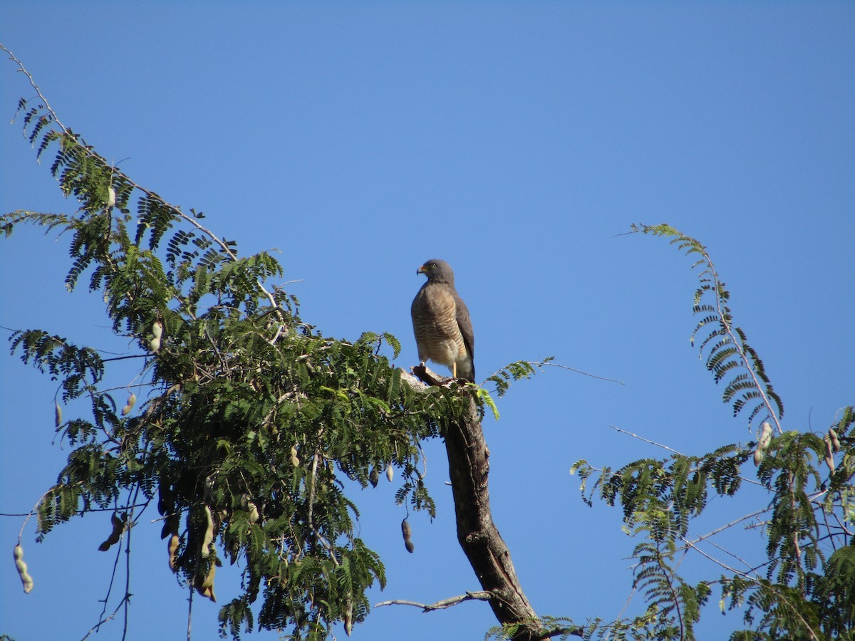 Roadside Hawk - ML580509621