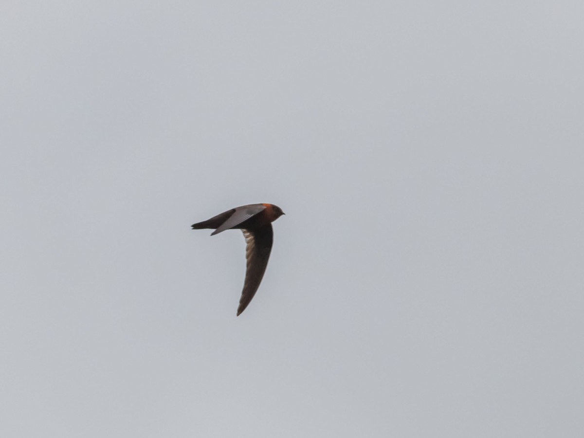 Chestnut-collared Swift - ML580511251