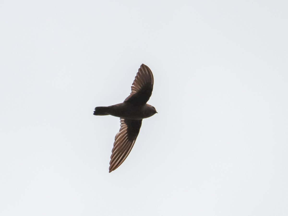 Chestnut-collared Swift - ML580511291