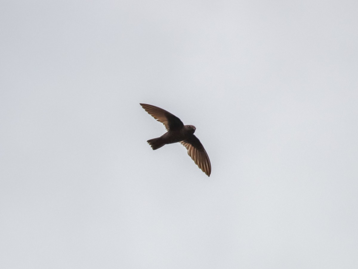 Chestnut-collared Swift - ML580511311