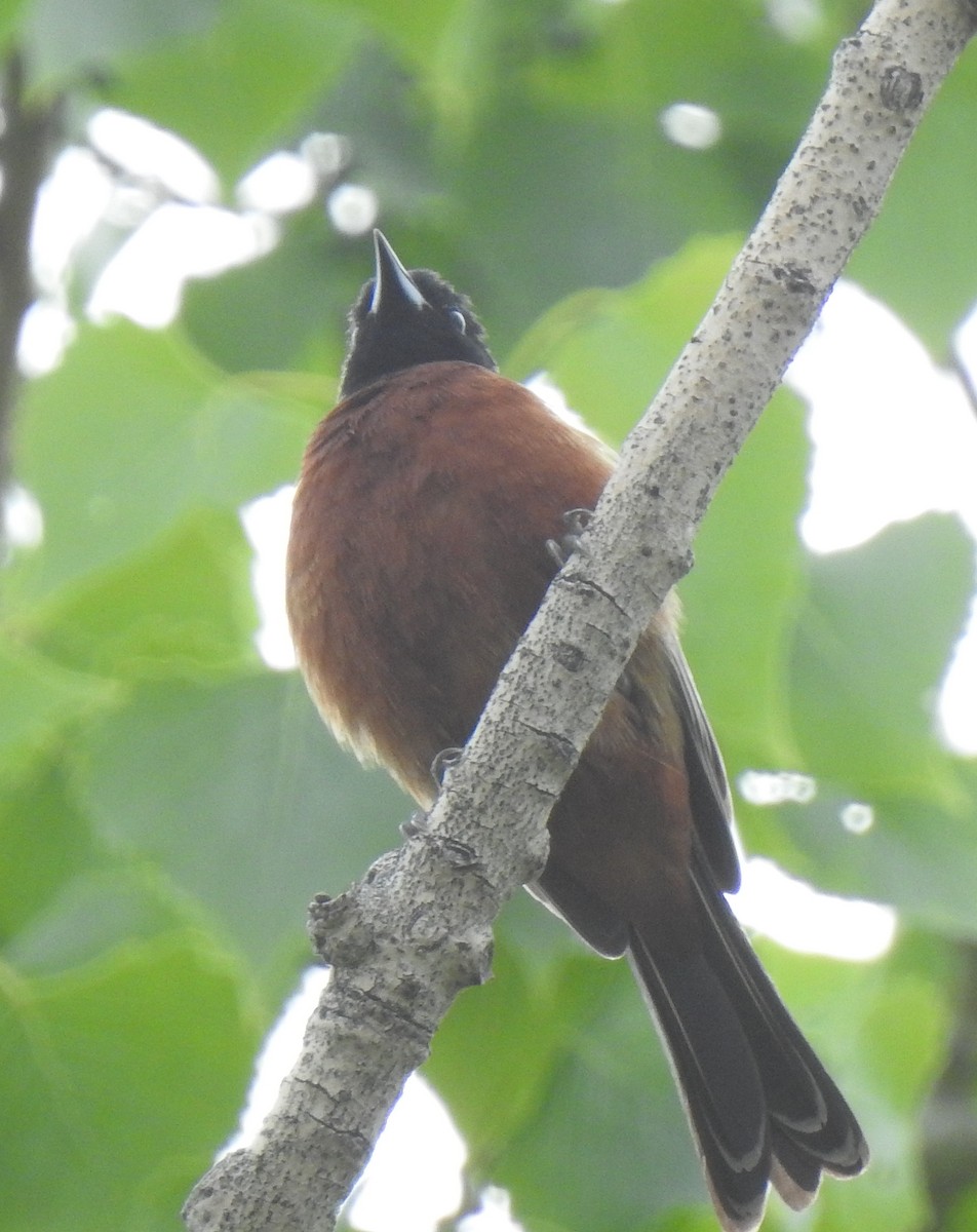 Orchard Oriole - ML580511591
