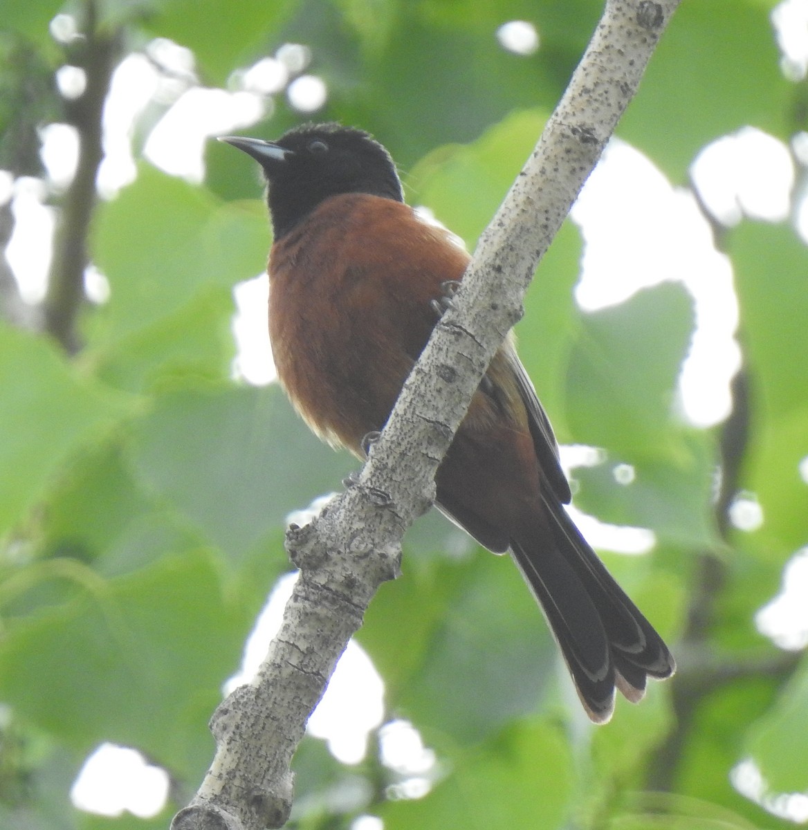Orchard Oriole - ML580511601