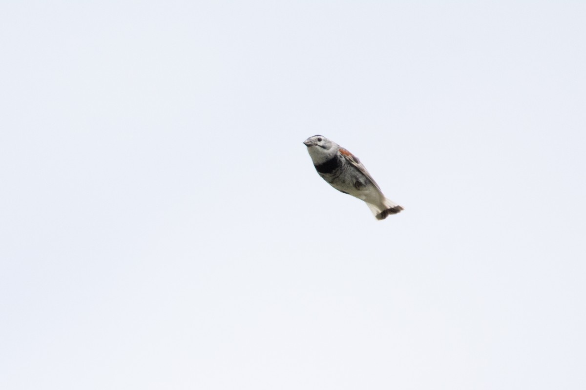 Thick-billed Longspur - ML580511761