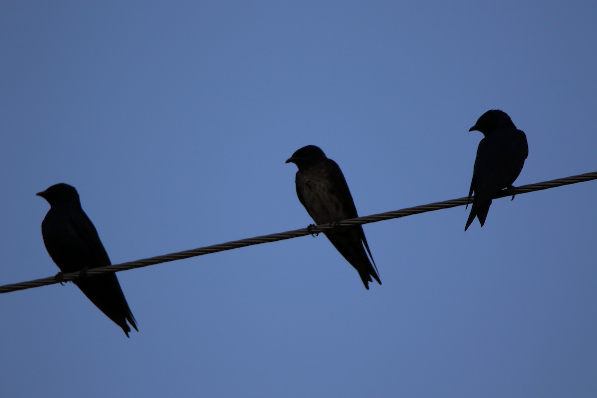 Purple Martin - Joe Baldwin