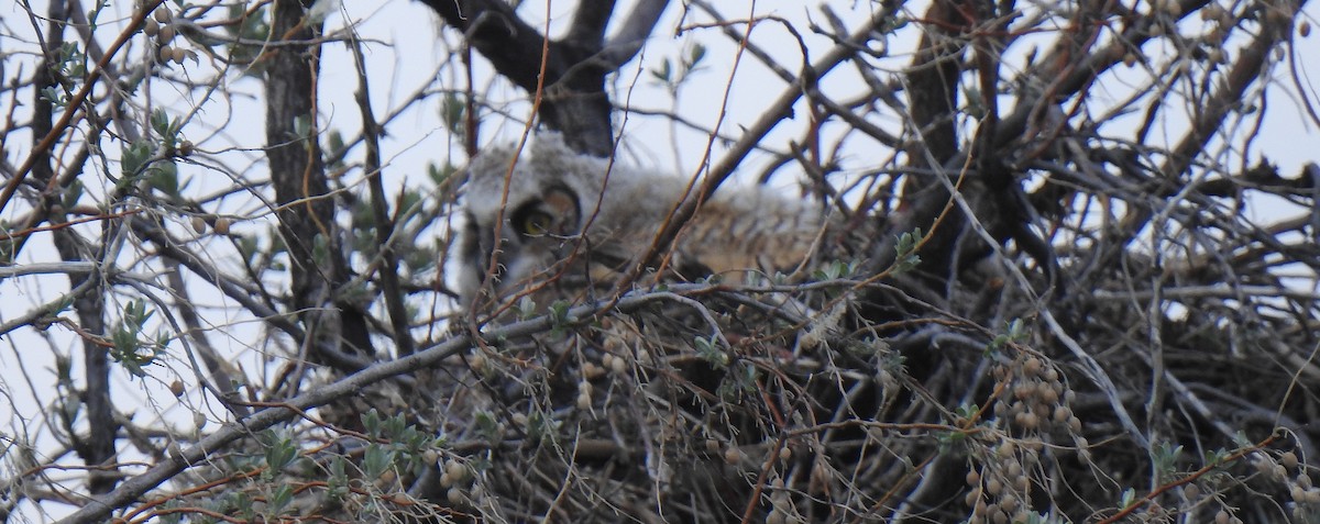 Great Horned Owl - ML580514501
