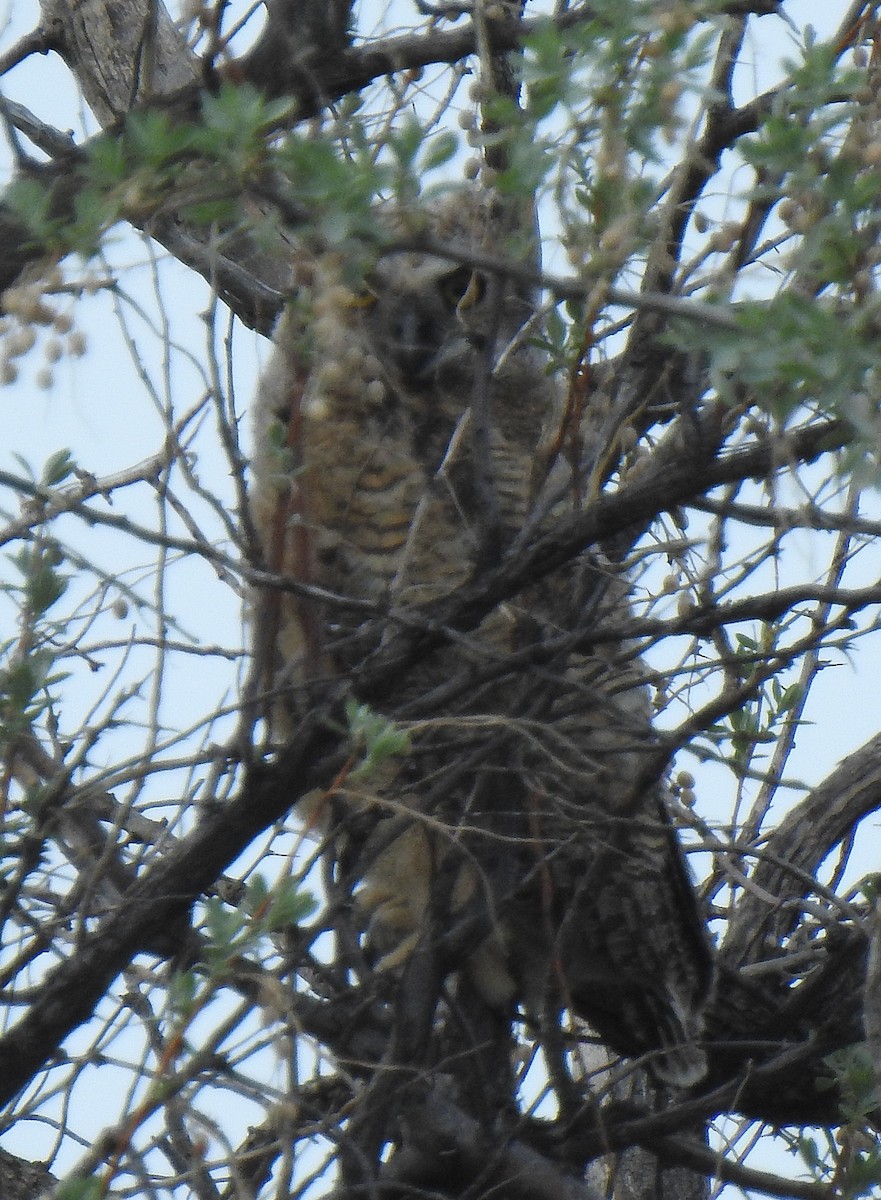 Great Horned Owl - ML580514511