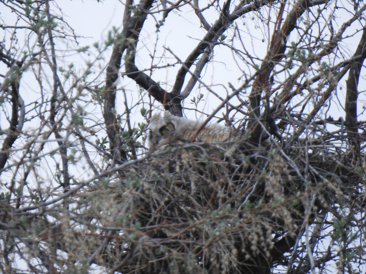 Great Horned Owl - ML580514521