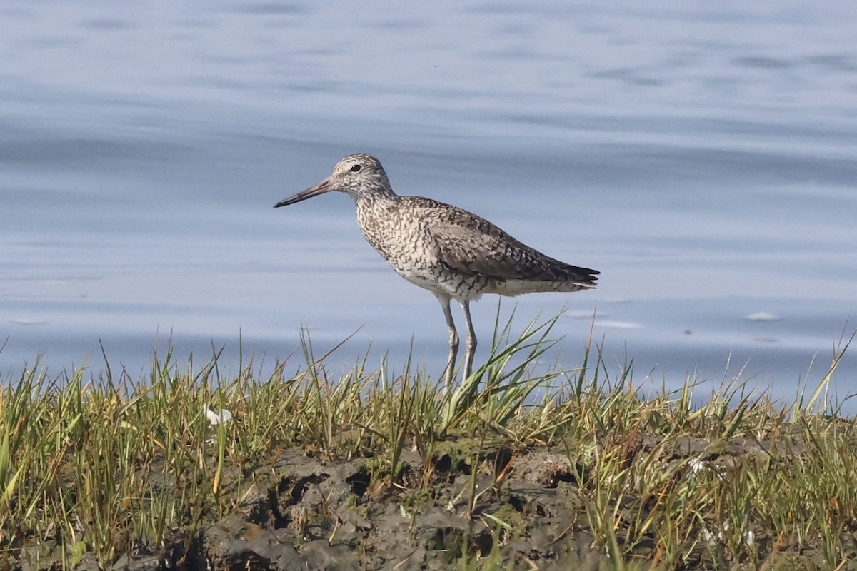 Willet - Lisa Carol Wolf