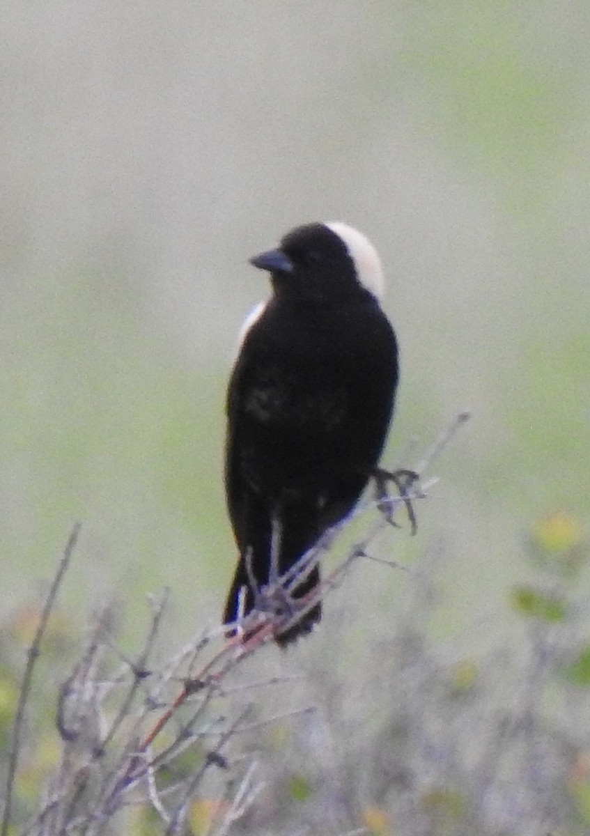 Bobolink - ML580515391