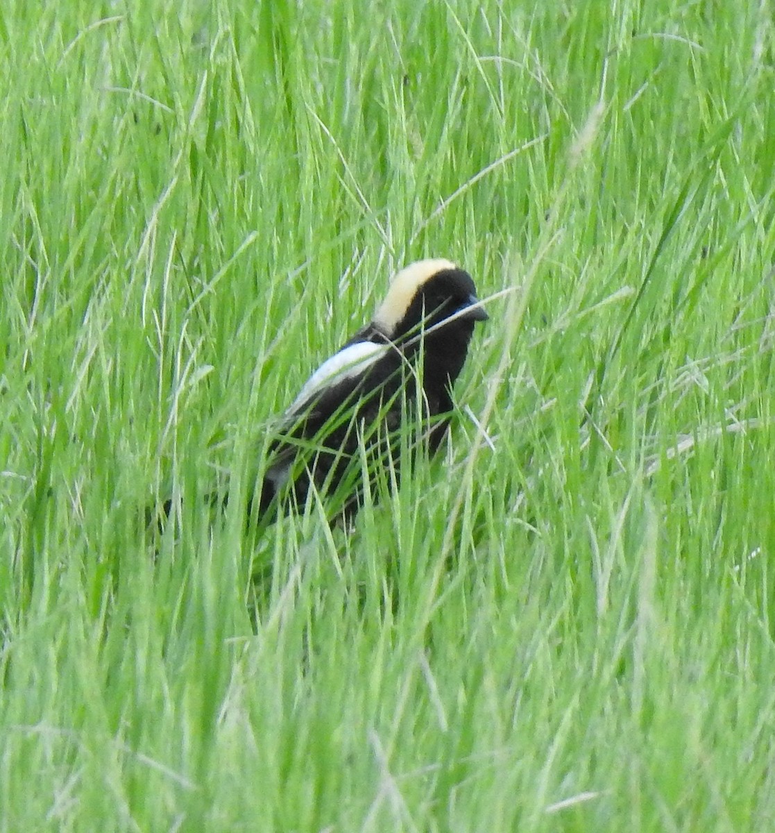 Bobolink - ML580515401
