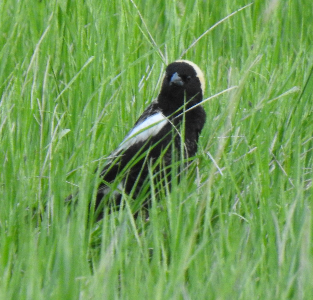 Bobolink - ML580515421