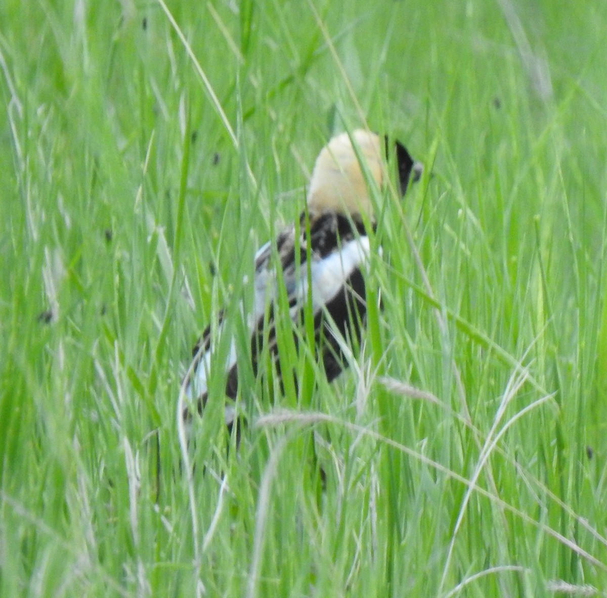 Bobolink - ML580515431