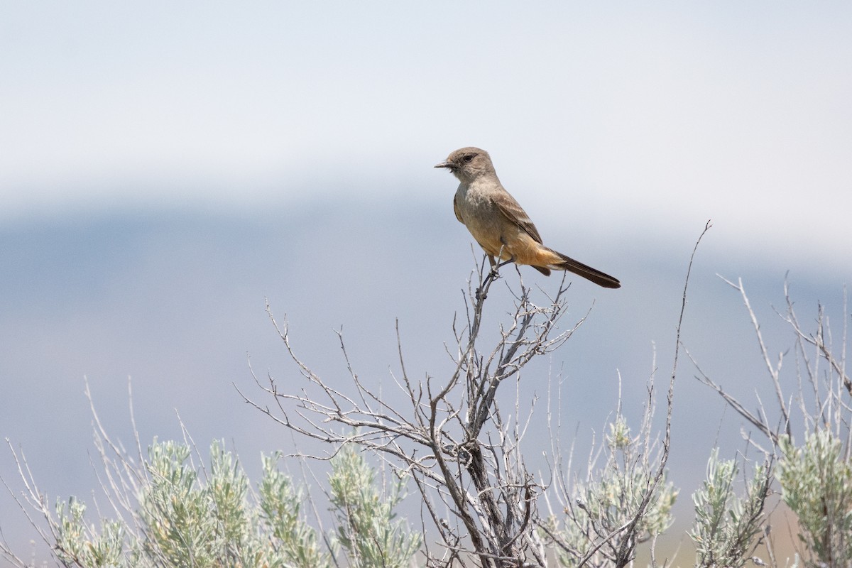 Say's Phoebe - ML580515491