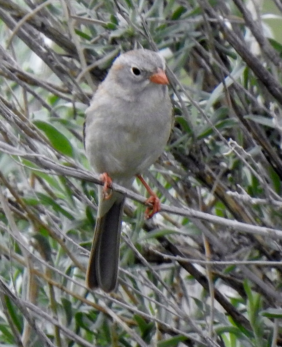 Field Sparrow - ML580516171