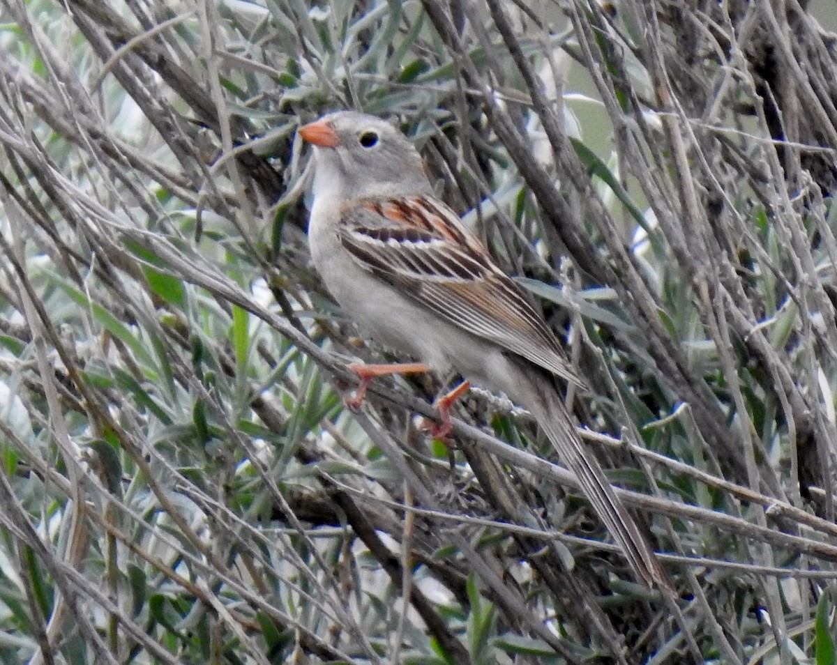 Field Sparrow - ML580516181