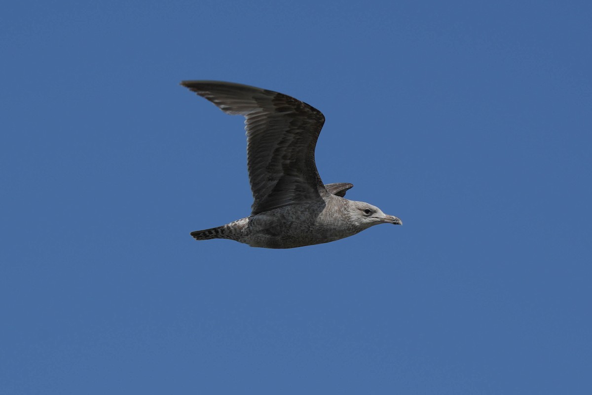 Herring Gull - ML580516871