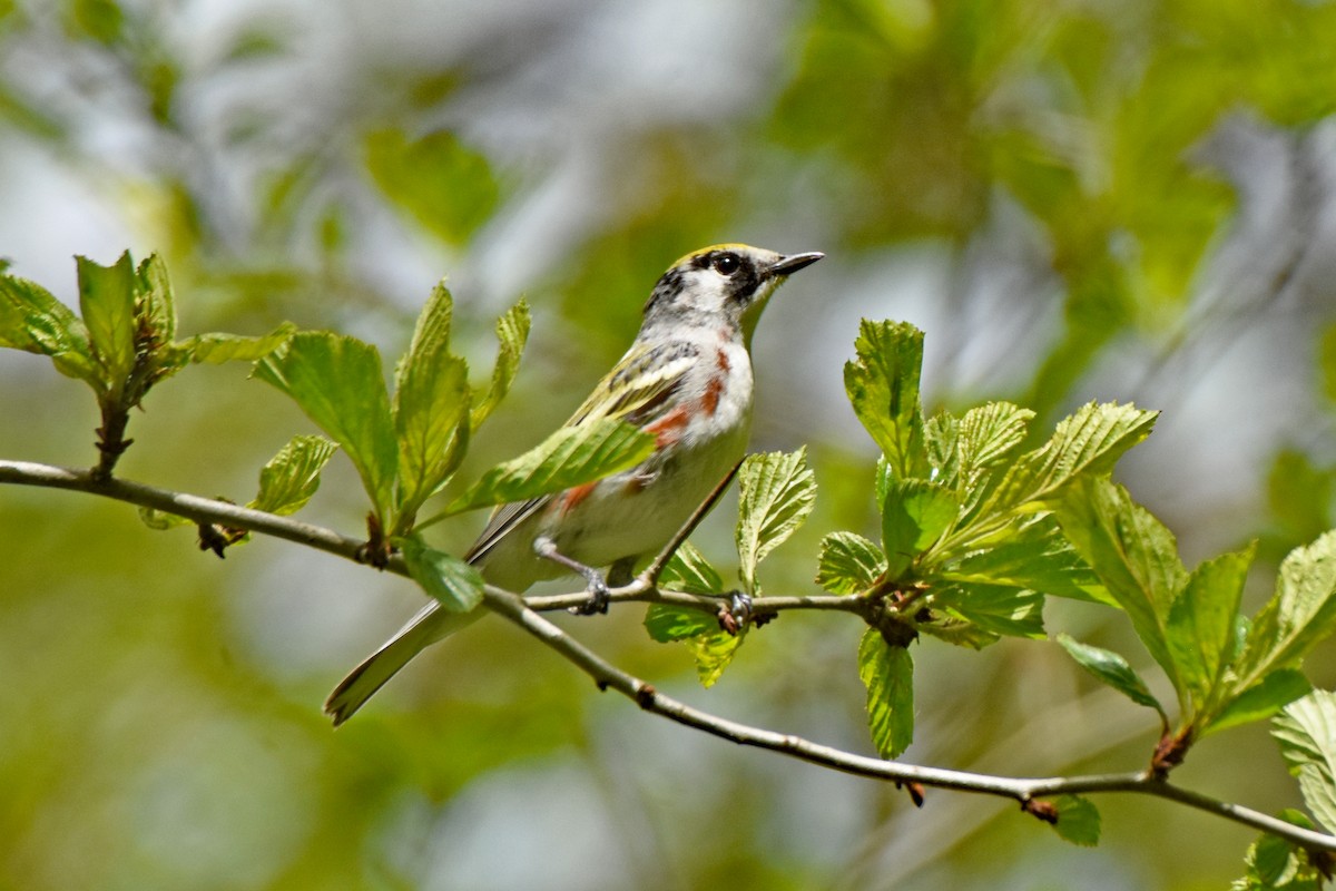 Chestnut-sided Warbler - ML580517101