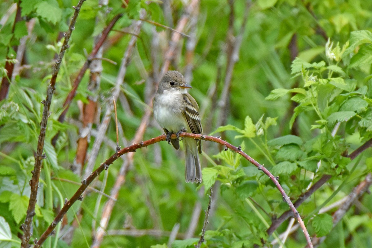 Willow Flycatcher - Pamela Scrima