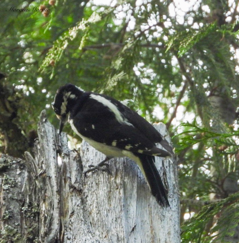 Hairy Woodpecker - ML580517521