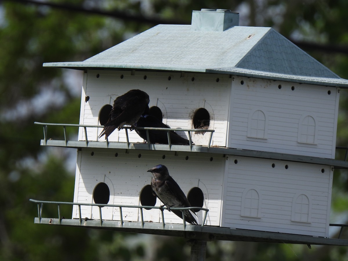 Purple Martin - ML580517541