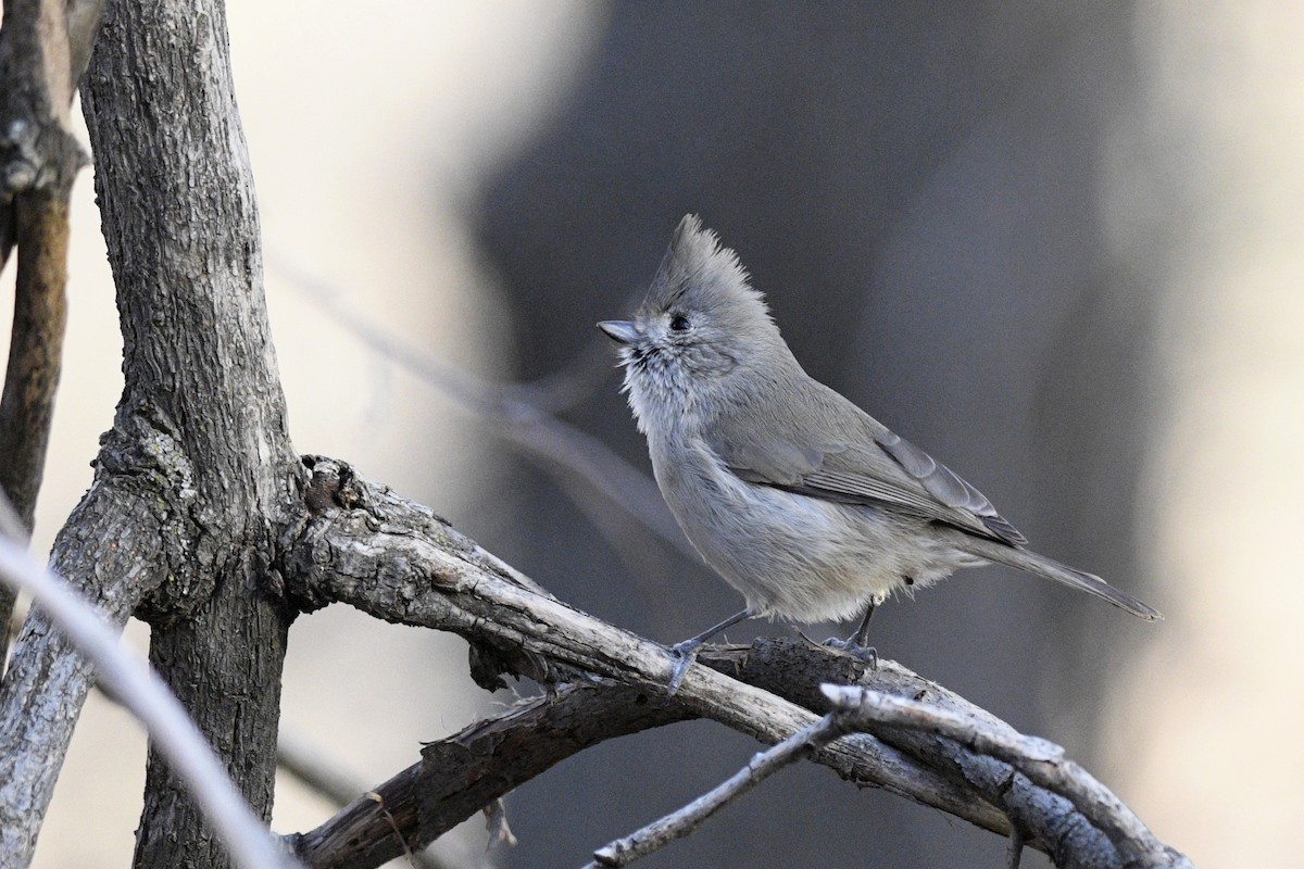 Oak Titmouse - ML580517851