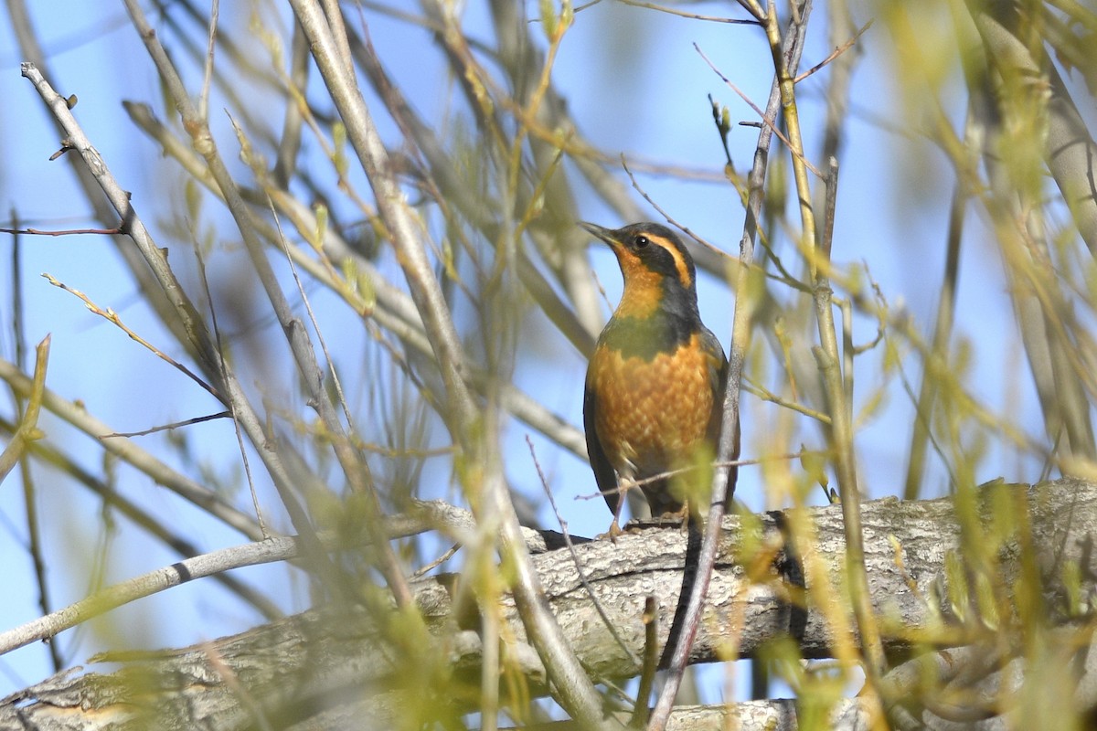 Varied Thrush - Daniel Irons