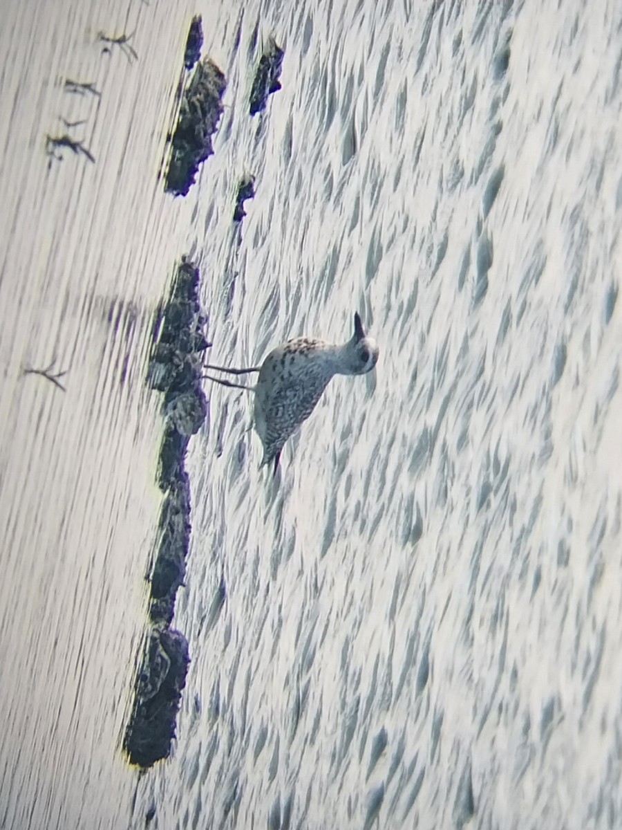 Black-bellied Plover - ML580518531