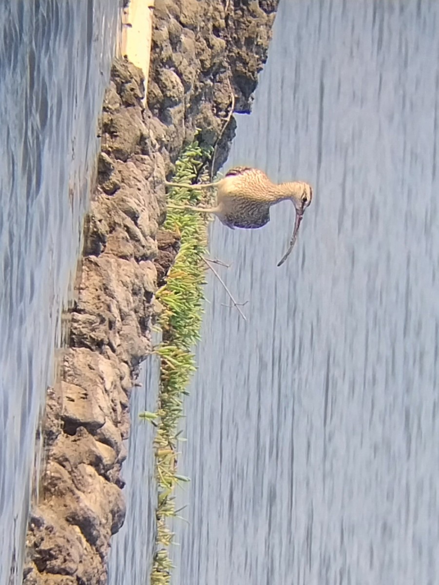 Whimbrel - Alfredo Valle