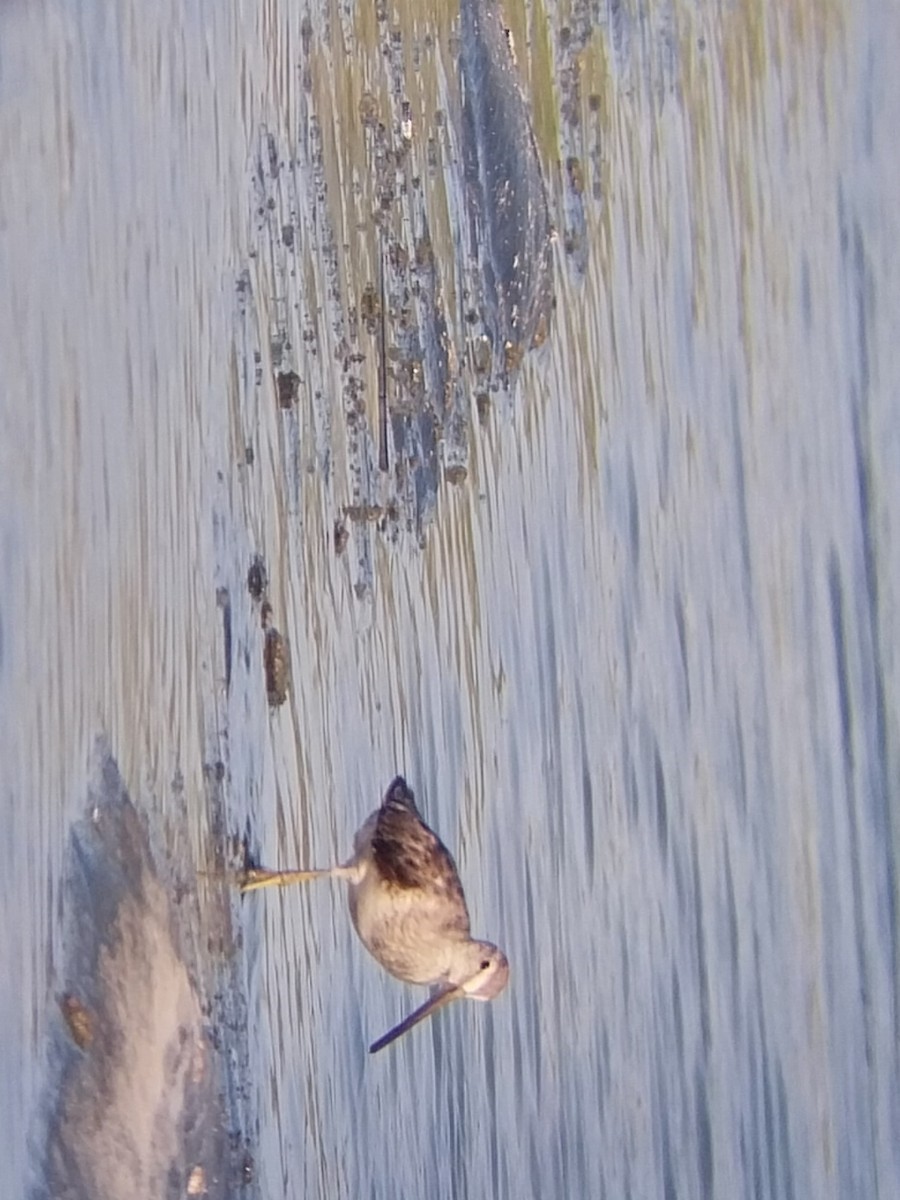 Short-billed Dowitcher - ML580518851