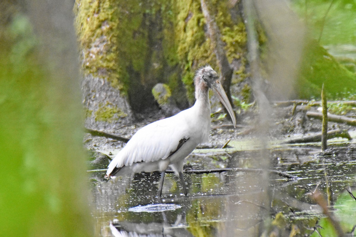 アメリカトキコウ - ML580519181