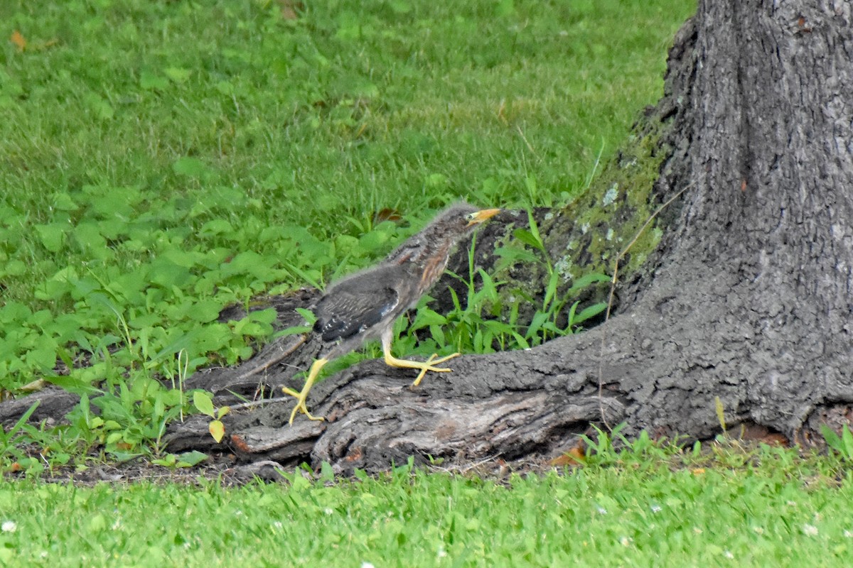 Green Heron - ML580519711