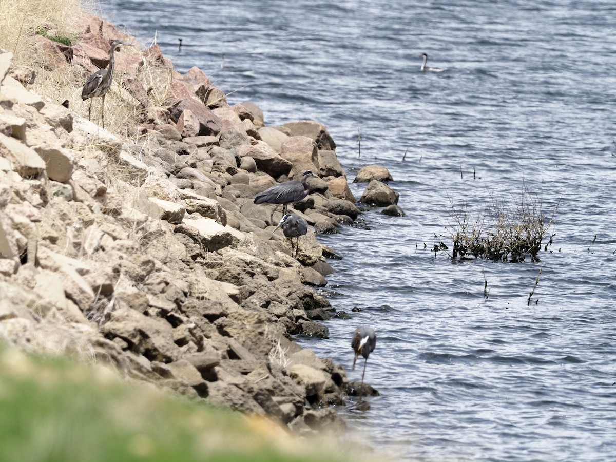 Great Blue Heron - ML580519951
