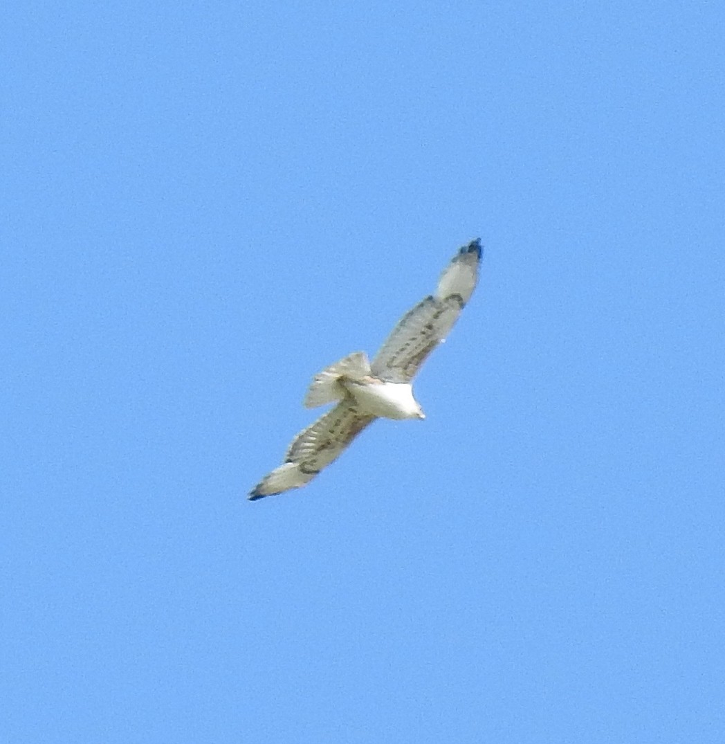 Ferruginous Hawk - ML580520431