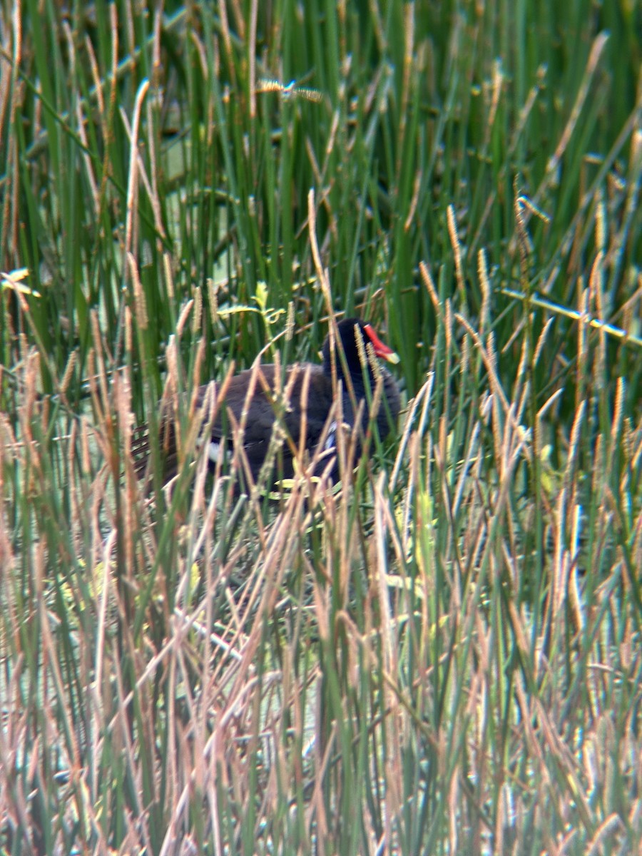 Gallinule d'Amérique - ML580521721