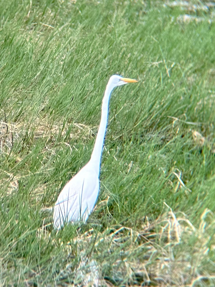 Great Egret - ML580521841