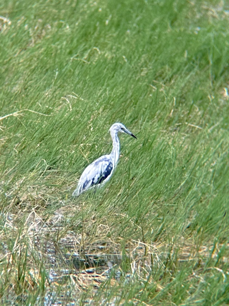 Little Blue Heron - Timothy Naisbett