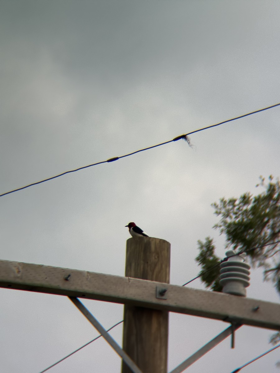 Red-headed Woodpecker - Timothy Naisbett
