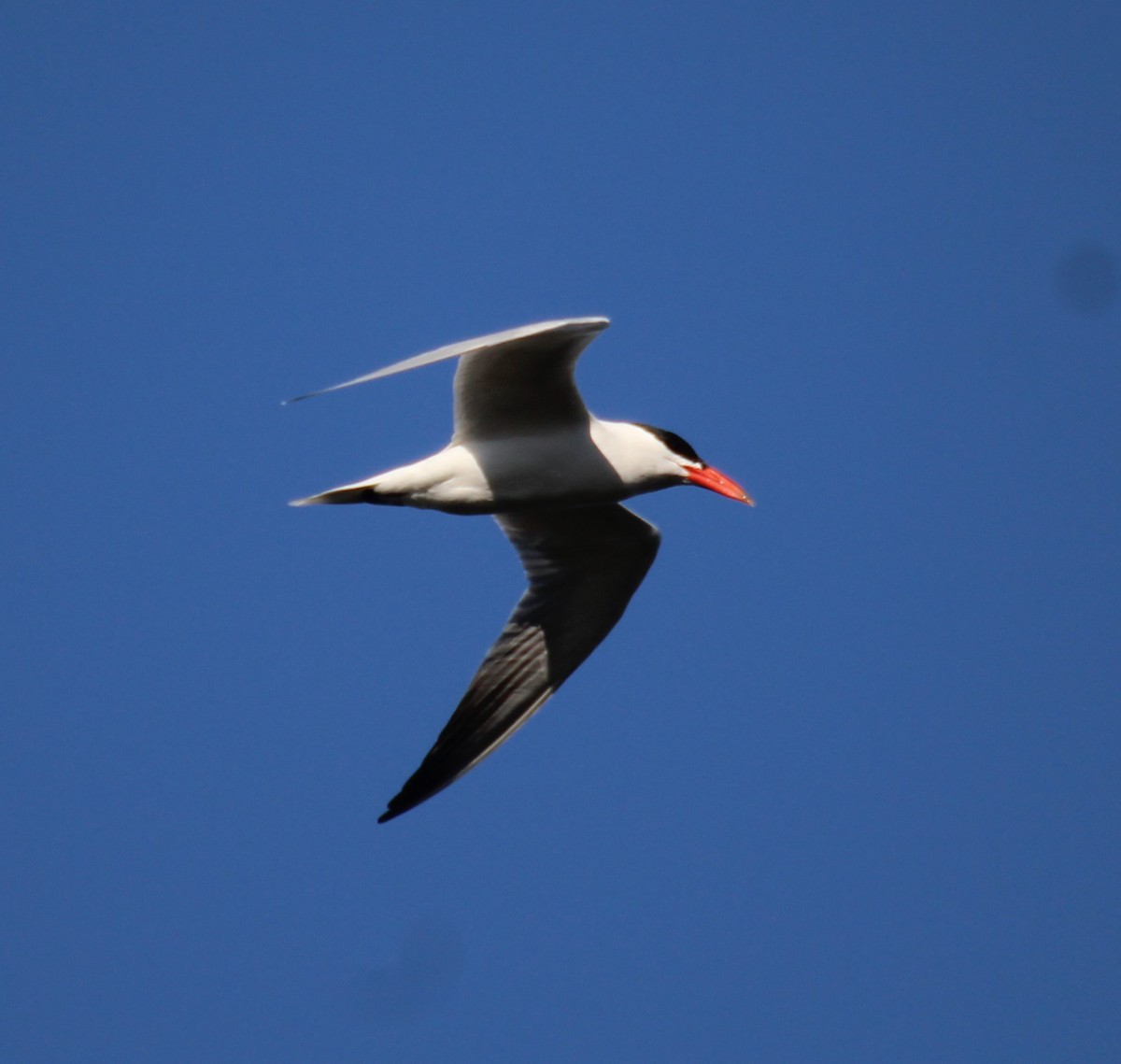 Caspian Tern - ML580522231