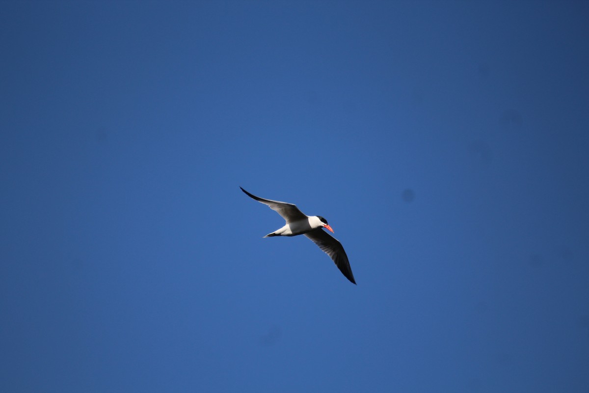 Caspian Tern - ML580522241