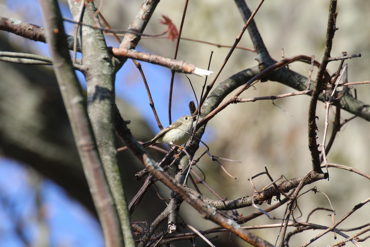 Ruby-crowned Kinglet - ML580522331