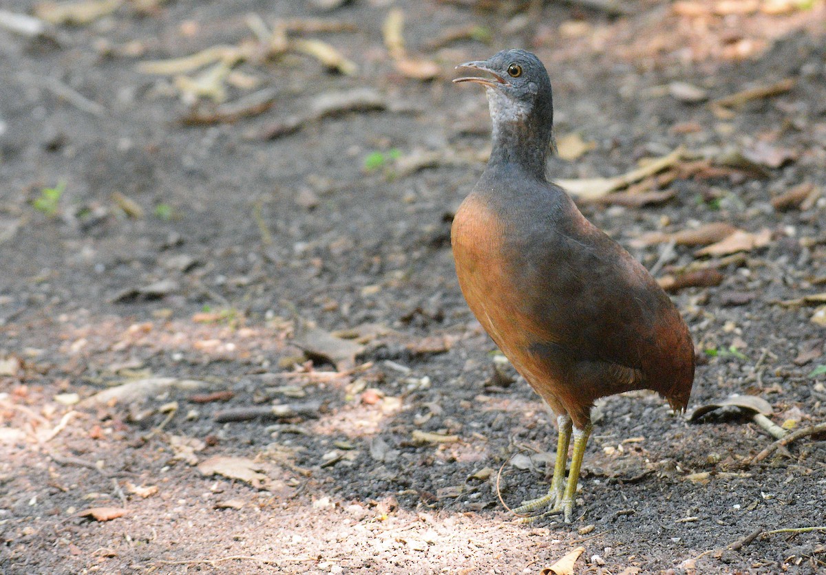 Little Tinamou - Jorge Dangel