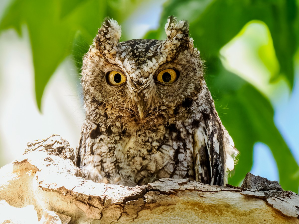 Whiskered Screech-Owl - Steven Meisel