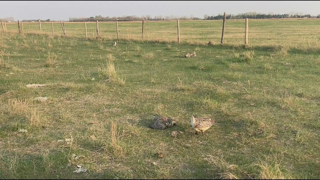 Sharp-tailed Grouse - ML580524351