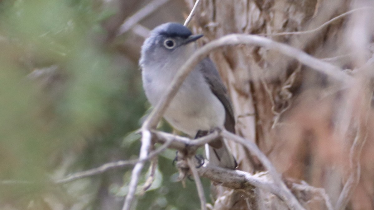 Blue-gray Gnatcatcher - ML580524671