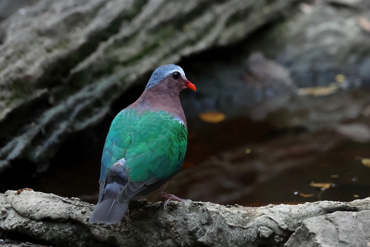 Asian Emerald Dove - ML580524721