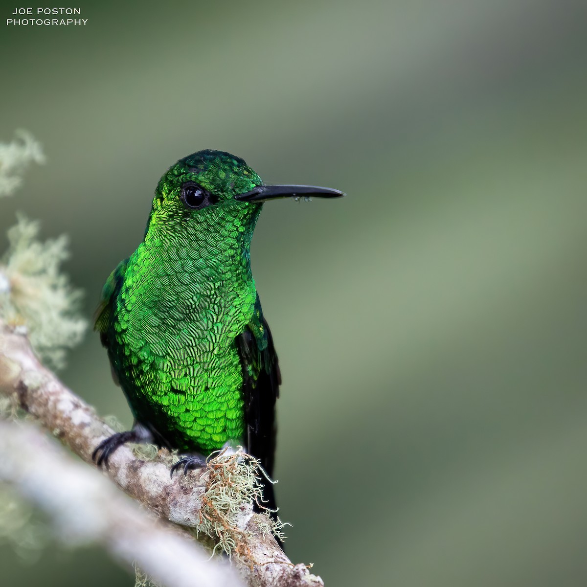 Steely-vented Hummingbird - Joe Poston