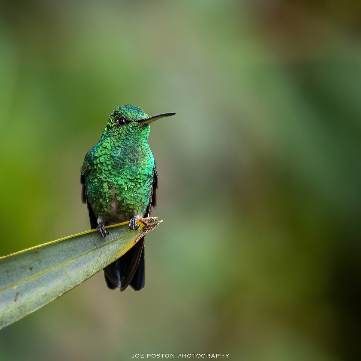 Steely-vented Hummingbird - Joe Poston