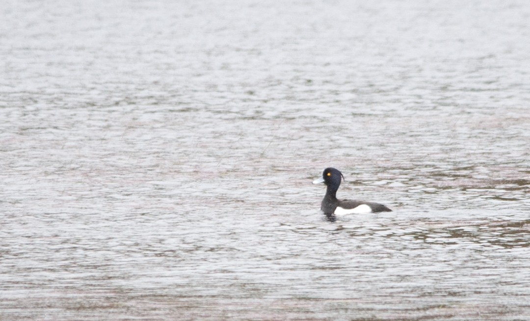 Tufted Duck - ML58052571