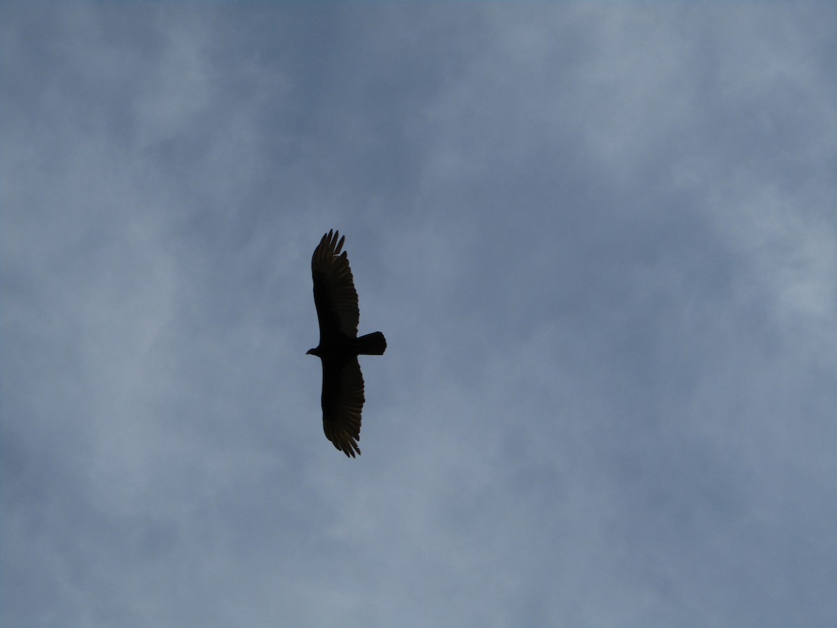 Turkey Vulture - ML580525791