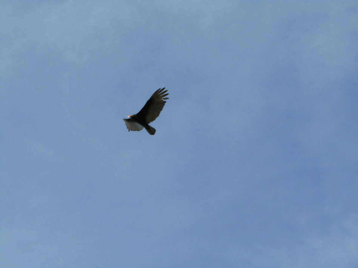 Turkey Vulture - ML580525811